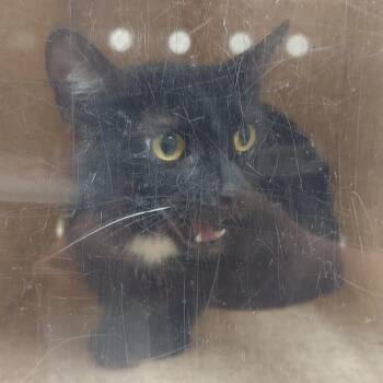 Cruella -  Domestic Short Hair Cat for Adoption in Reno, Nevada - Cruella | PetCurious