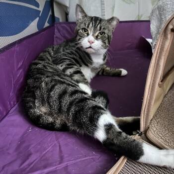Shrike -  Domestic Short Hair Cat for Adoption - Shrike | PetCurious