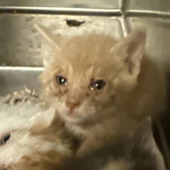 Domestic Short Hair Cats Available for Adoption in Council Bluffs, Iowa - Cheddar Bob | PetCurious