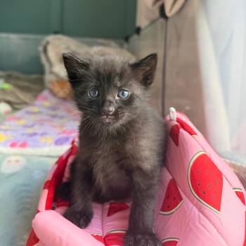 Domestic Short Hair Cats Available for Adoption in Tustin, California - Clover | PetCurious