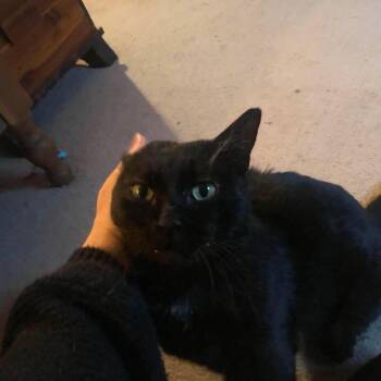 Happy -  Domestic Short Hair Cat Available for Adoption in Johnstown, Pennsylvania - Happy | PetCurious