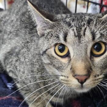 Domestic Short Hair Cats Available for Adoption in Newark, New Jersey - Solar | PetCurious