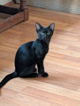 ALLAN -  Domestic Short Hair Cat for Adoption in Hagerstown, Maryland - ALLAN | PetCurious