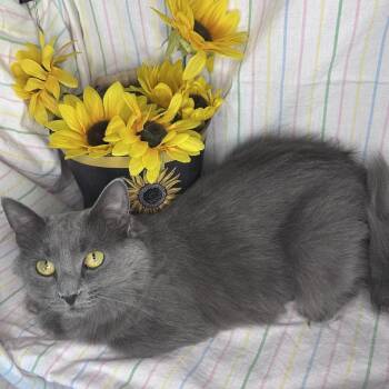 Lunar -  Russian Blue and Nebelung Cat for Adoption in Mount Vernon, Illinois - Lunar | PetCurious