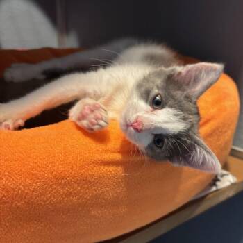 Rescue Domestic Short Hair Cats for Adoption in Renfrew, Pennsylvania - Epiphany | PetCurious