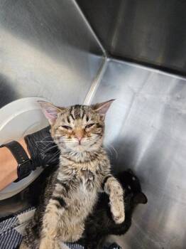 Domestic Medium Hair Cats Available for Adoption - 60548322 | PetCurious