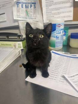Rescue Domestic Short Hair Cats for Adoption in Bolivar, Missouri - Danny Phantom | PetCurious