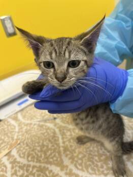 Ekko -  Domestic Short Hair Cat for Adoption in Raleigh, North Carolina - Ekko | PetCurious