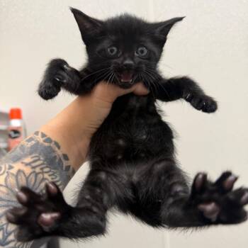 Indigo -  Domestic Short Hair Cat for Adoption in Morganton, North Carolina - Indigo | PetCurious