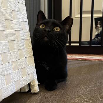 Domestic Short Hair Cats Available for Adoption in Honeoye, New York - Lance | PetCurious
