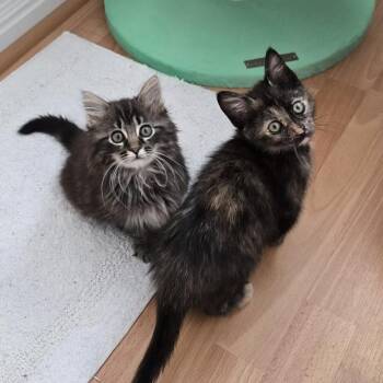 Ash -  Domestic Long Hair Cat for Adoption in Pleasanton, California - Ash | PetCurious