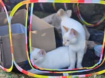 Shorty -  Domestic Short Hair Cat for Adoption - Shorty | PetCurious