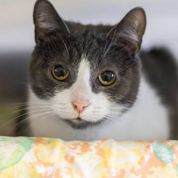 Domestic Short Hair Cats Available for Adoption - Sugar Plum | PetCurious