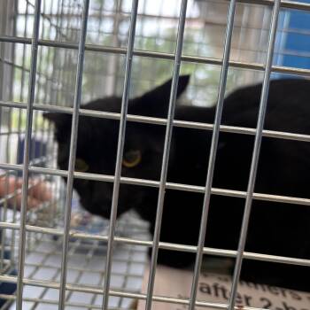 Lucifer -  Domestic Short Hair Cat for Adoption in Montgomery, Alabama - Lucifer | PetCurious