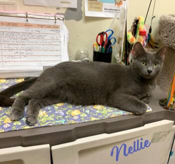 Russian Blue and Domestic Short Hair Cats Available for Adoption - Nellie #affectionate-beauty | PetCurious