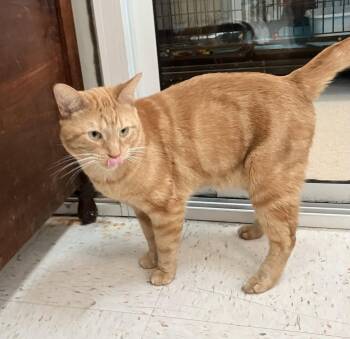 Tabby and Domestic Short Hair Cats Available for Adoption - Handsome | PetCurious