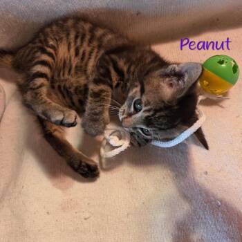 Peanut -  Domestic Short Hair Cat for Adoption in Parkersburg, West Virginia - Peanut | PetCurious