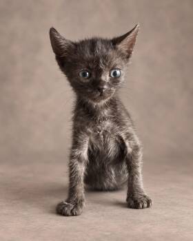 Bebecita -  Tortoiseshell Cat for Adoption in Miami, Florida - Bebecita | PetCurious
