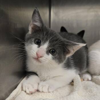 Diva -  Domestic Short Hair Cat for Adoption in Nashville, Tennessee - Diva | PetCurious