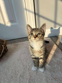 Rescue Tabby Cats for Adoption in Norwich, Connecticut - Sequoia | PetCurious