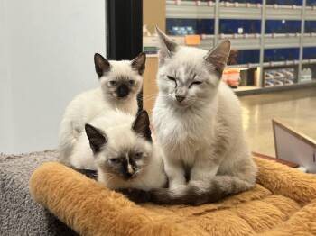 Twix -  Siamese Cat for Adoption in Palmetto, Florida - Twix | PetCurious