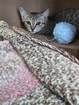 Angie -  Domestic Short Hair Cat for Adoption in Des Moines, Iowa - Angie | PetCurious