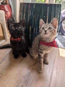 Minnie -  Domestic Short Hair Cat for Adoption in Cambridge, Ontario - Minnie | PetCurious