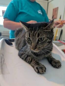 Rescue Domestic Short Hair Cats for Adoption in Kingsland, Georgia - Betty Lou | PetCurious