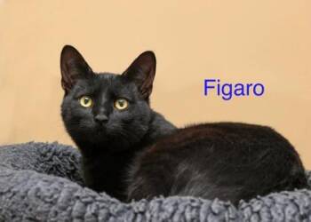 Domestic Short Hair Cats Available for Adoption in Parma, Ohio - Figaro | PetCurious