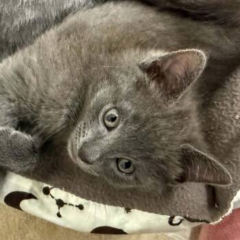Bbq -  Domestic Short Hair Cat for Adoption in Parkersburg, West Virginia - Bbq | PetCurious