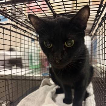 Odette -  Domestic Short Hair Cat for Adoption in Chicago, Illinois - Odette | PetCurious