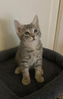 Montego -  Domestic Short Hair Cat Available for Adoption in Tucson, Arizona - Montego | PetCurious