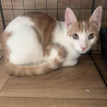 Domestic Short Hair Cats Available for Adoption - Gumball C10972 | PetCurious