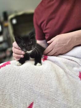 Domestic Short Hair Cats Available for Adoption in Melville, New York - Ghost | PetCurious