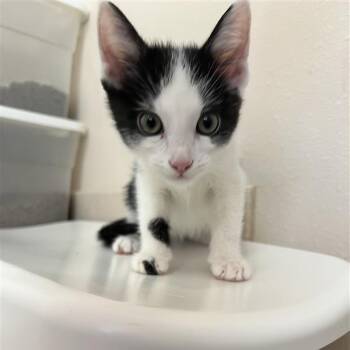 Jermaine -  Domestic Short Hair Cat for Adoption in Kanab, Utah - Jermaine | PetCurious