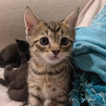 Yasopp 9 -  Domestic Short Hair Cat for Adoption in Austin, Texas - Yasopp 9 | PetCurious