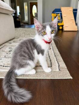 Meeko -  Domestic Medium Hair Cat for Adoption in Houston, Texas - Meeko | PetCurious