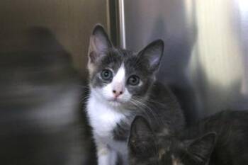 Ki Ki -  Domestic Short Hair Cat for Adoption in Brunswick, Georgia - Ki Ki | PetCurious