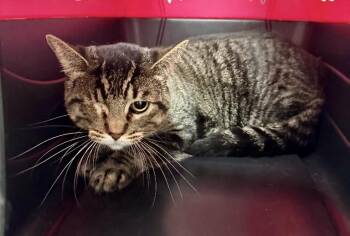 Maxi -  Tabby Cat for Adoption in Jurupa Valley, California - Maxi | PetCurious