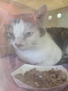 AEGON -  Domestic Short Hair Cat for Adoption in Louisville, Kentucky - AEGON | PetCurious