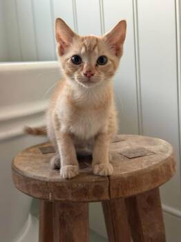 Atilla -  Domestic Short Hair Cat for Adoption in Clarksville, Tennessee - Atilla | PetCurious