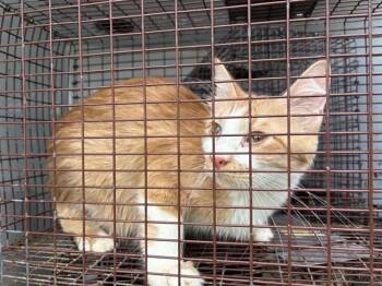 Domestic Short Hair Cats Available for Adoption in Houston, Texas - A654993 | PetCurious