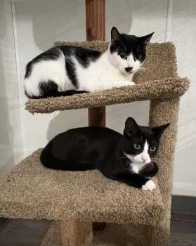Rescue Domestic Short Hair Cats for Adoption in Wadsworth, Ohio - Ms. Moustache | PetCurious