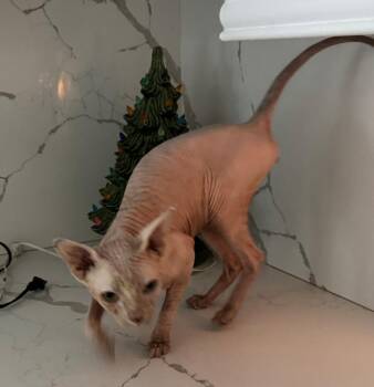 Finn -  Sphynx Hairless Cat Cat for Adoption in San Jacinto, California - Finn | PetCurious