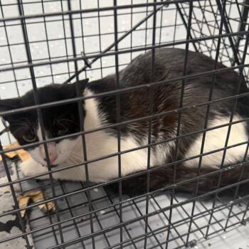 TUSC-Wildlife-85250 -  Domestic Short Hair Cat for Adoption in Tuscaloosa, Alabama - TUSC-Wildlife-85250 | PetCurious
