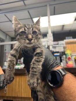Rescue Domestic Short Hair Cats for Adoption in Stockton, California - A365765 | PetCurious