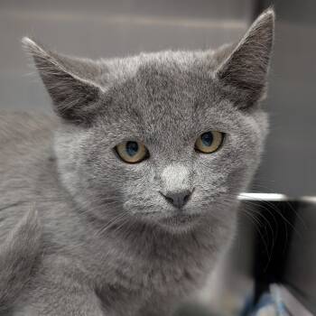 Rescue Domestic Short Hair Cats for Adoption in Blairsville, Georgia - Oscar The Grouch (Lil O) | PetCurious