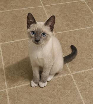Robby -  Siamese Cat for Adoption in Covington, Louisiana - Robby | PetCurious