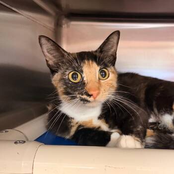 Calliope -  Domestic Short Hair Cat for Adoption in Indianapolis, Indiana - Calliope | PetCurious