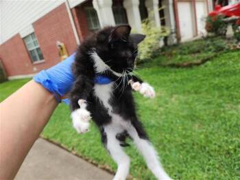 Domestic Short Hair Cats Available for Adoption in Houston, Texas - A654190 | PetCurious